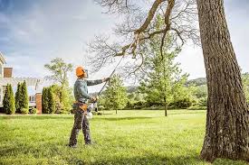 How Our Tree Care Process Works  in  Casey, IL